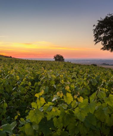 Von Weinbergen und Kreide