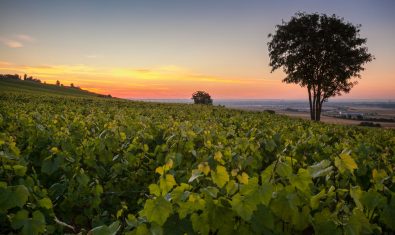 Von Weinbergen und Kreide