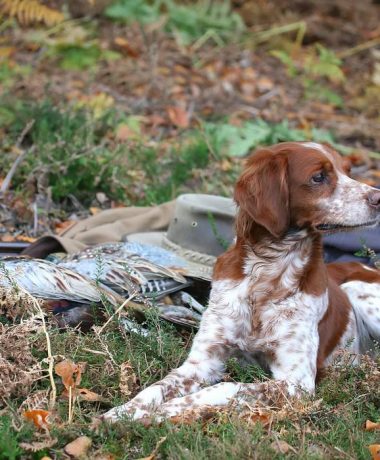 Der Aube-Jägerverband