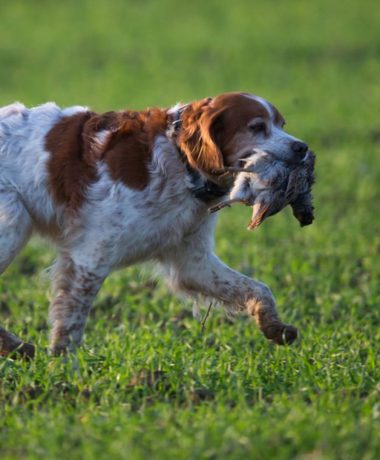 Suche nach einem Jagdort