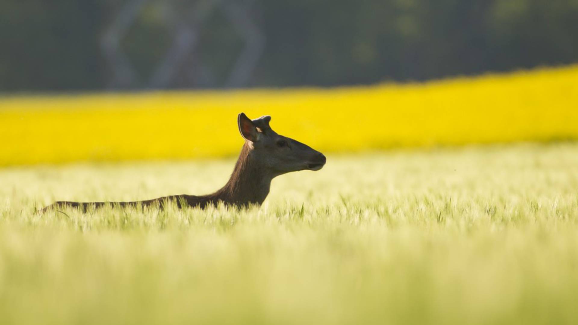 Der Aube-Jägerverband