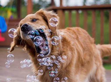 „Toutourisme ist so wau!“