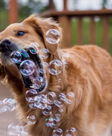 „Toutourisme ist so wau!“