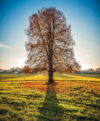 Ein grafisches Universum