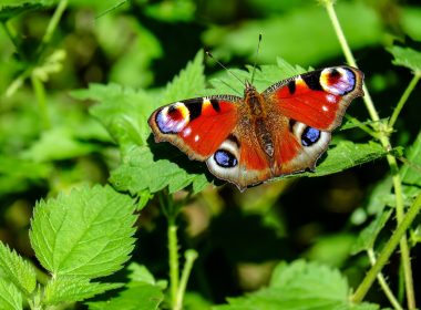 Der Pfauenfalter und die Brennnessel