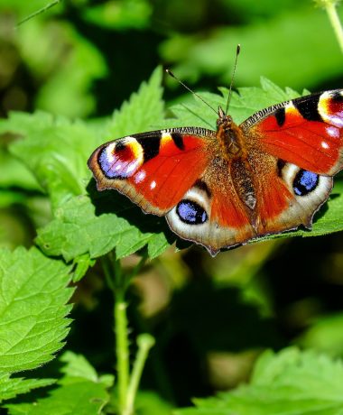 Der Pfauenfalter und die Brennnessel