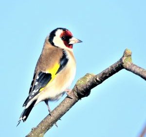 Der majestätische Dipsacus und der hübsche Stieglitz