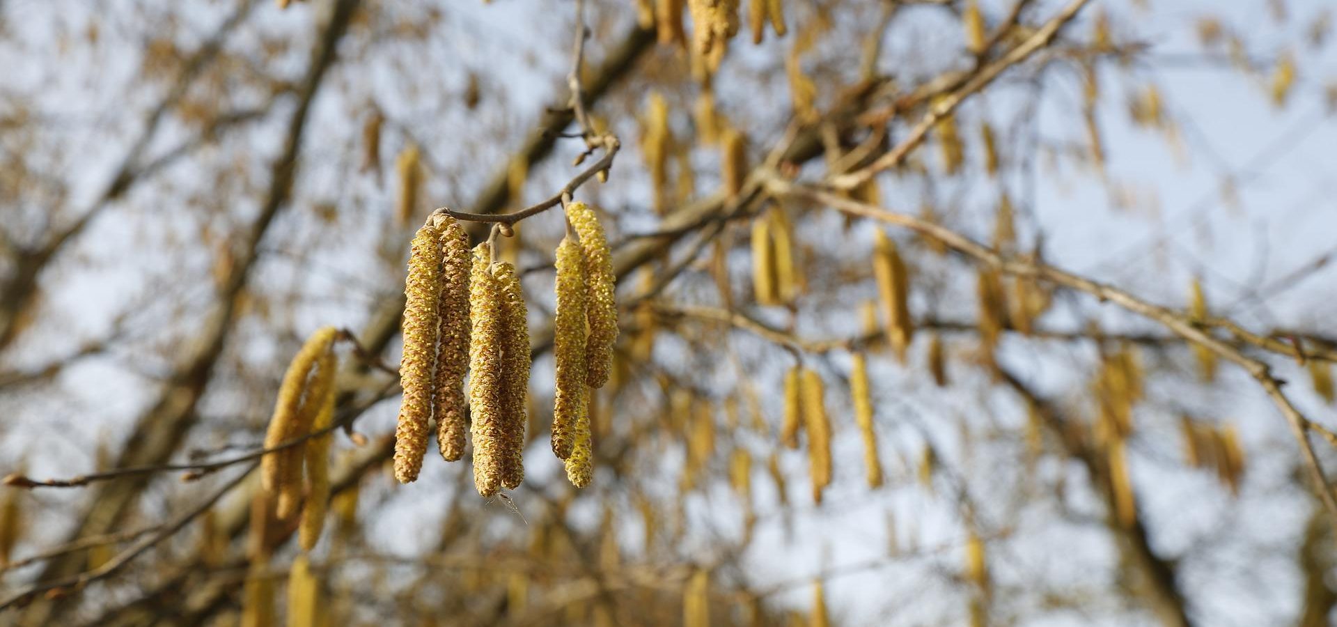 Das fantastische Abenteuer der Haselnuss und ihr intimer Feind, die Balanin