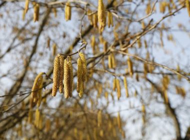 Das fantastische Abenteuer der Haselnuss und ihr intimer Feind, die Balanin