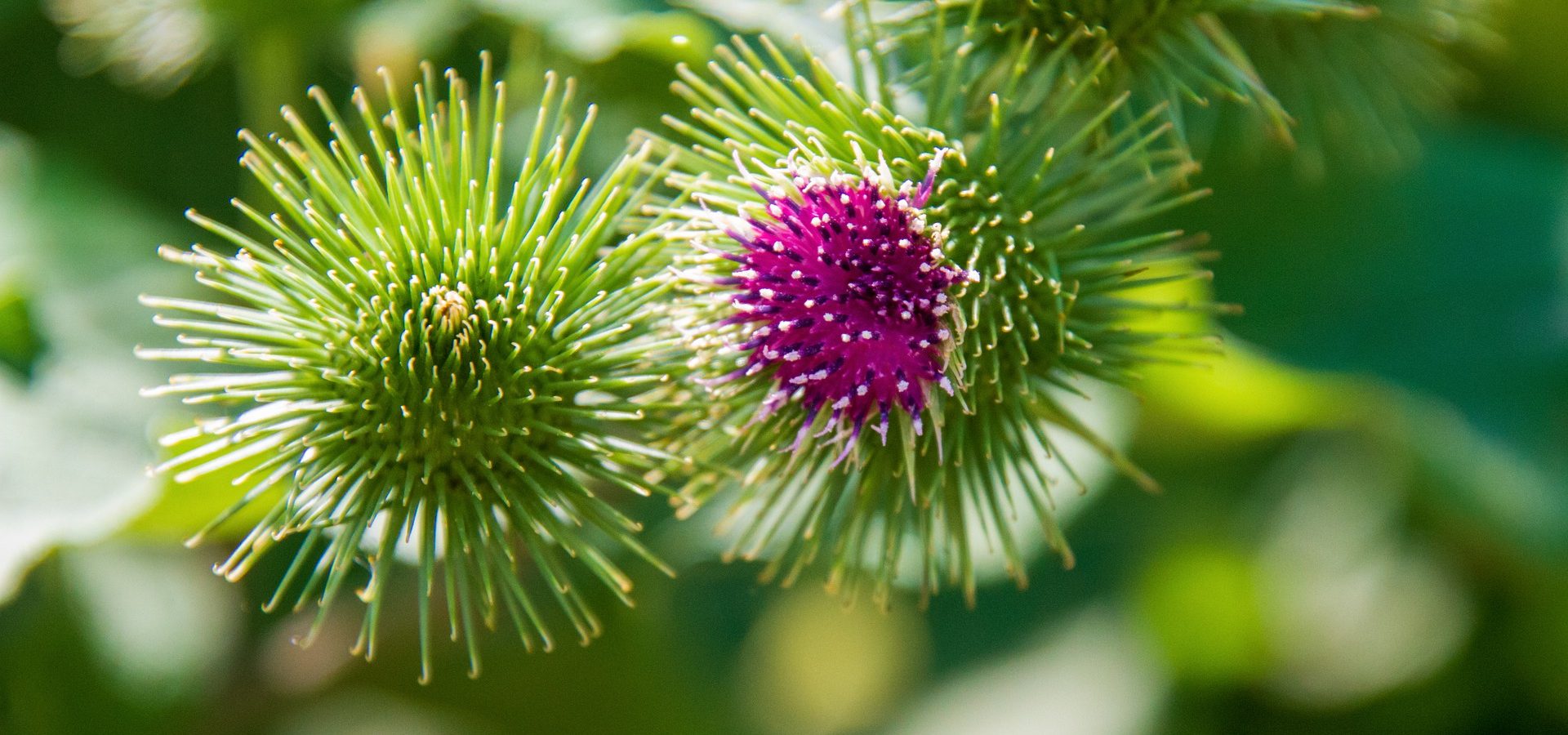 Die Klette und Franck, der beschauliche Hund