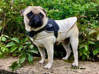 Die Klette und Franck, der beschauliche Hund