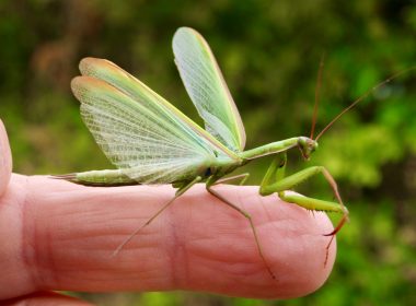 Die fromme und beunruhigende Gottesanbeterin
