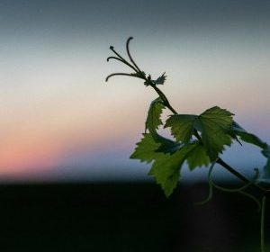 Champagner vor den Toren von Troyes