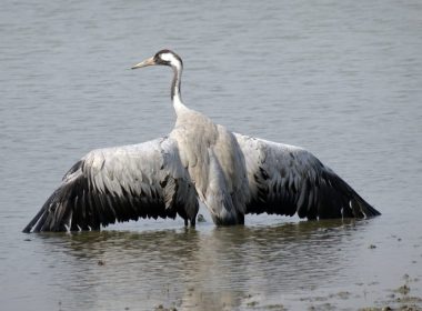Die gemeinen Kraniche