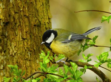 Die Kohlmeise und Jack-Jack, die friedliche Katze