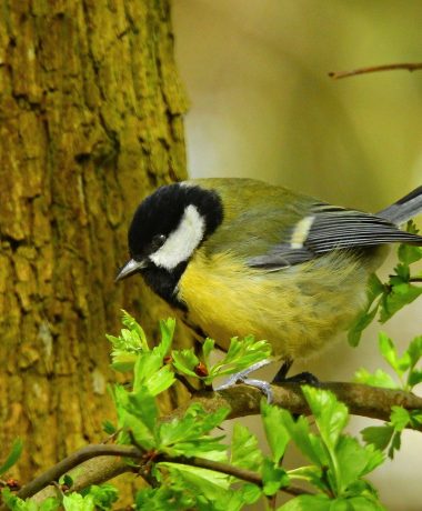 Die Kohlmeise und Jack-Jack, die friedliche Katze