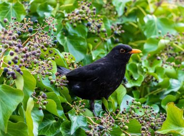 Der kletternde Efeu und die Amsel