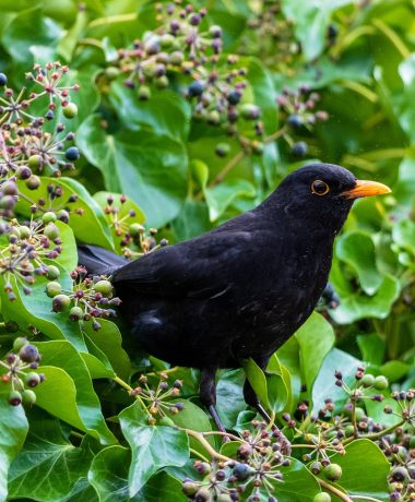 Der kletternde Efeu und die Amsel