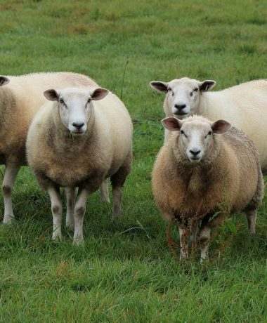 “ 99 Schafe und ein Bewohner der Champagne ergeben 100 Tiere „