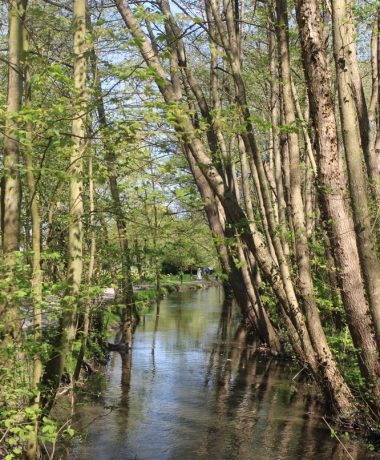 Der Wiener Grünstreifen