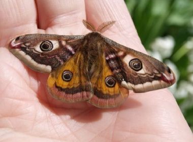 Die glitzernde kleine Kaisermotte des Departements Aube