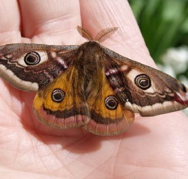 Die glitzernde kleine Kaisermotte des Departements Aube