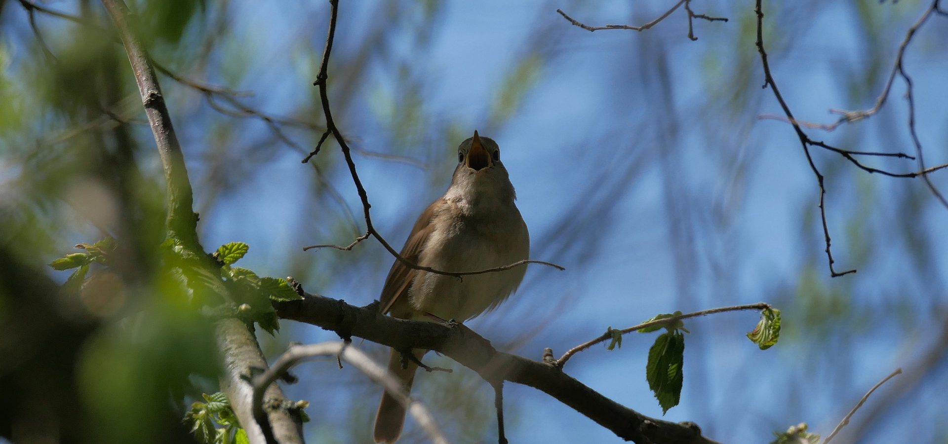 Zu Ehren des Vogelbotschafters