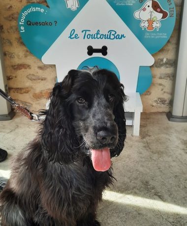 Reisen Sie mit Ihrem Hund