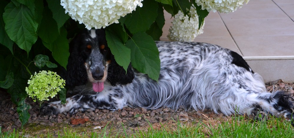 Reisen Sie mit Ihrem Hund