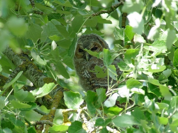 Schlaflose Nächte für die rothaarigen Königinnen