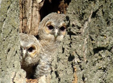 Schlaflose Nächte für die rothaarigen Königinnen