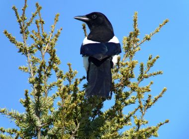 Alles, was Sie nie über die Elster erfahren werden