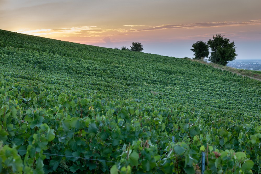 Montgueux, der Champagner vor den Toren von Troyes