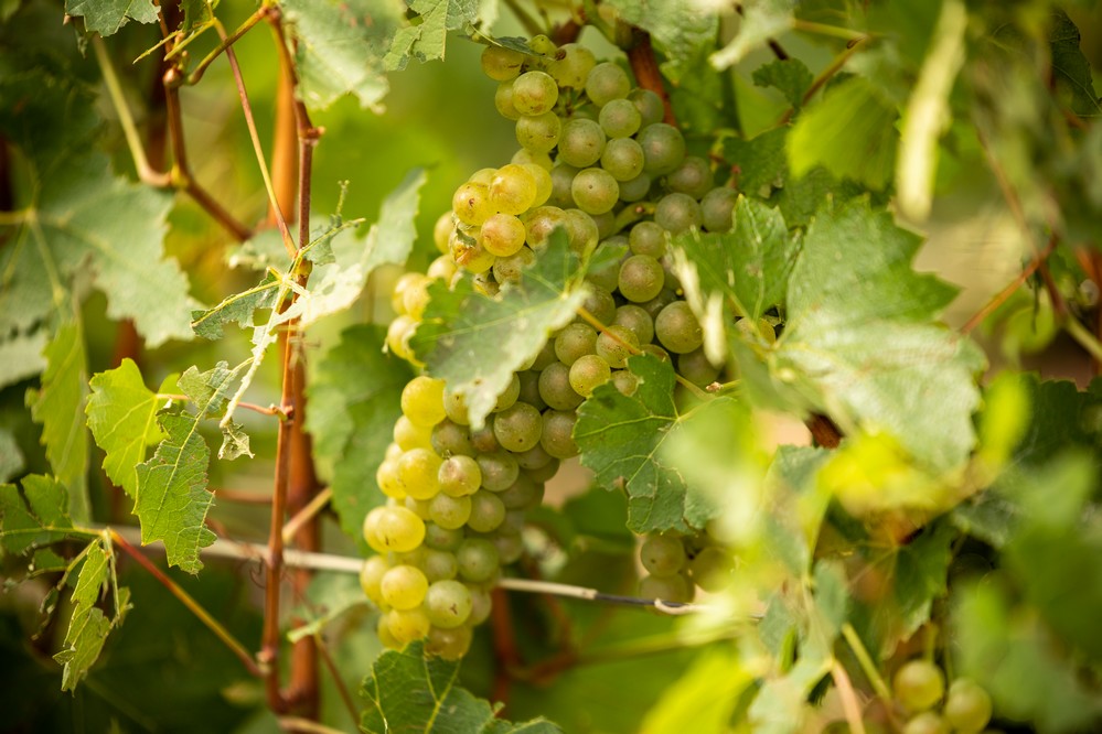 Champagner und seine Behältnisse