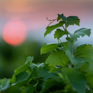 5 bis 10 Kilometer von Troyes