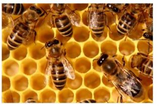 Syndicat Apicole de l’Aube