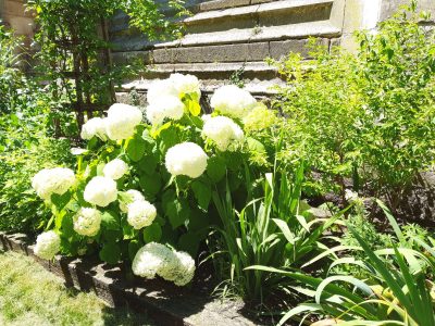 Visite guidée « Les jardins médiévaux »