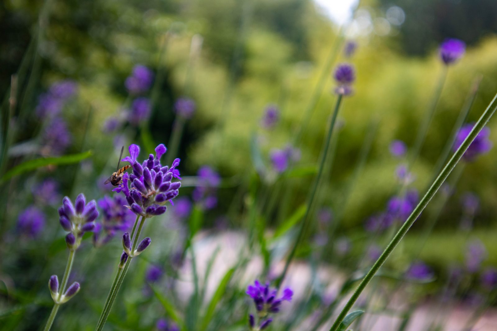 Visite guidée « Les jardins du XIXe siècle »