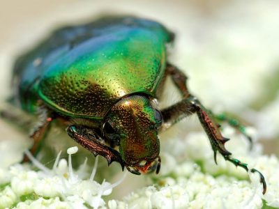Les petites bêtes des prairies : Un safari miniature au cœur de la nature