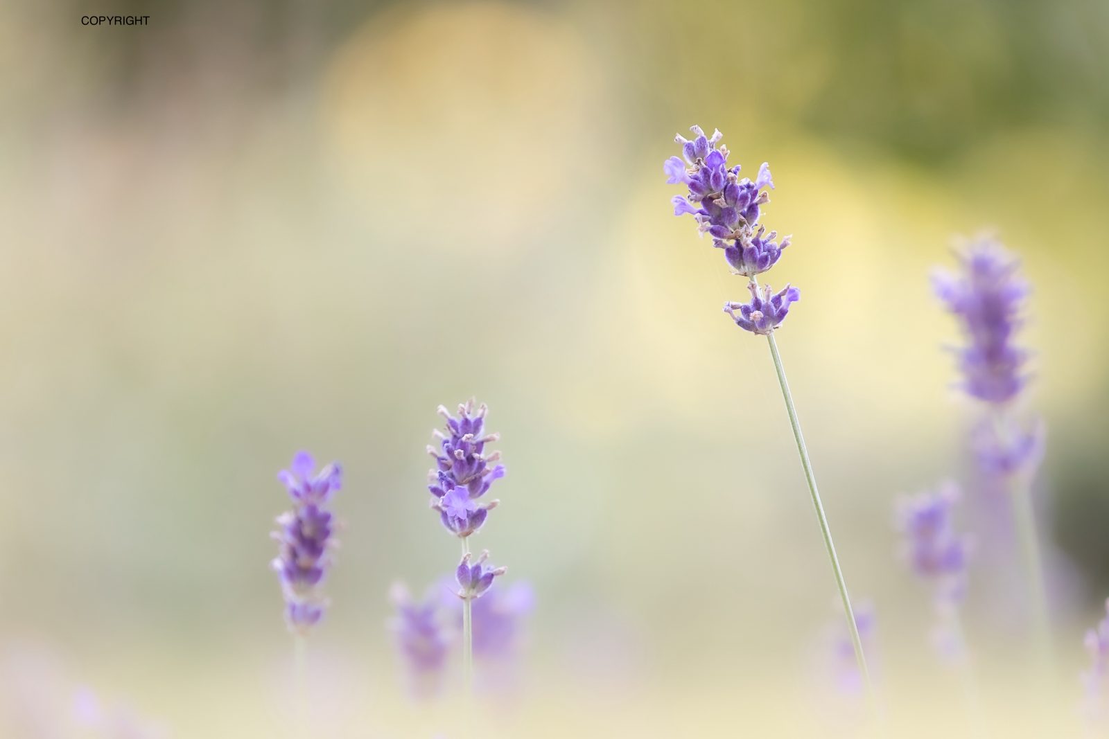 Atelier „Naturopathie en Eté“