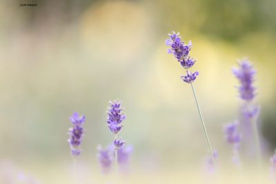 Atelier bien-être & naturopathie en été