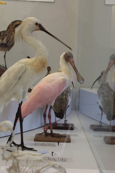 Visite-atelier „à la découverte des oiseaux“