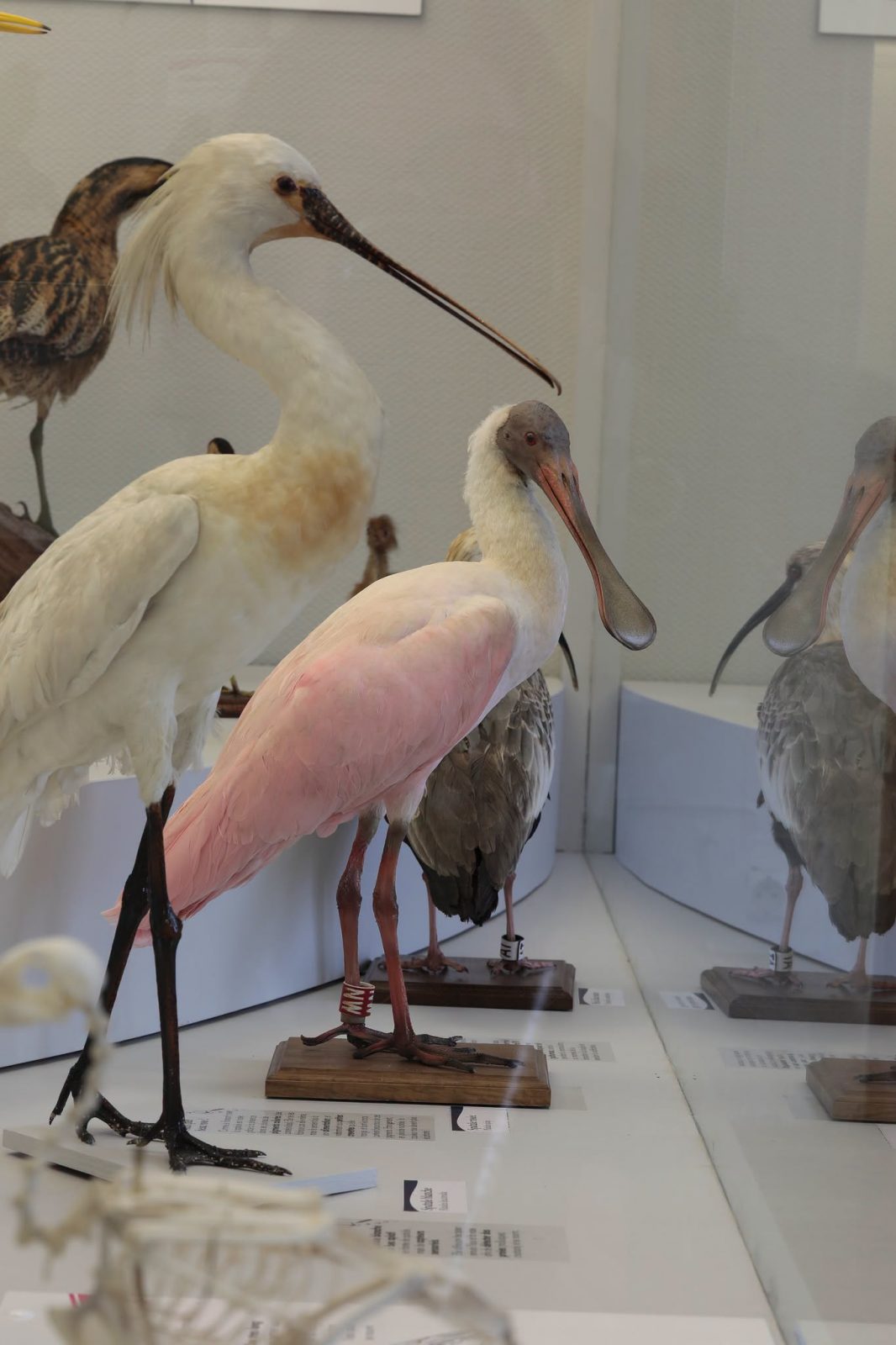 Visite-atelier „à la découverte des oiseaux“