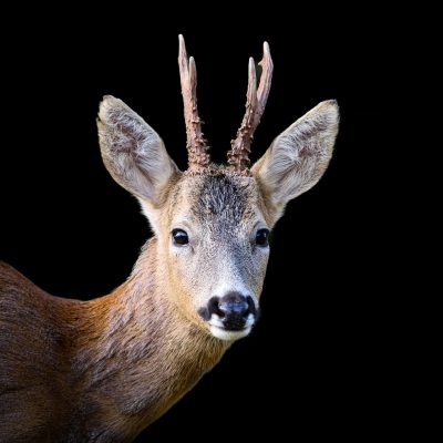 Exposition « L’instant Nature » Marine Marquet