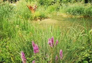 Balade des plantes utiles et comestibles