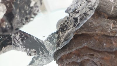 Exposition de nouvelles sculptures de Jean-François LEMAIRE