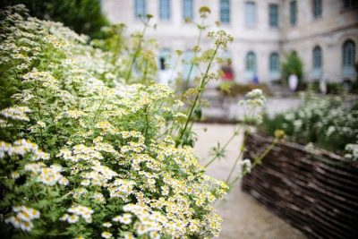 Jardin des plantes médicinales de l’Hôtel-Dieu-Le-Comte – JEP 2026